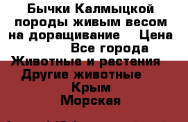 Бычки Калмыцкой породы живым весом на доращивание. › Цена ­ 135 - Все города Животные и растения » Другие животные   . Крым,Морская